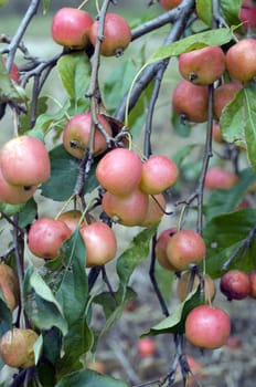 Zieraepfel, Malus floribunda
