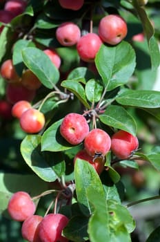 Zierapfel, Malus
