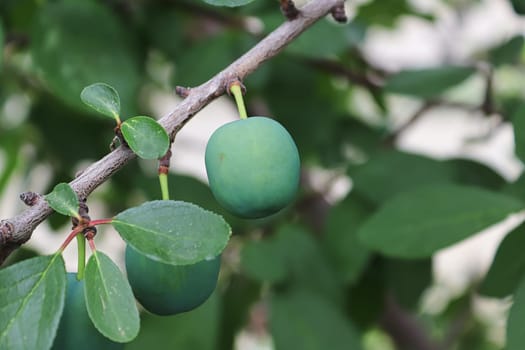 A green plum hangs growing in summer on a tree.