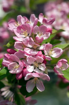 Zierapfelblueten, Zierapfel