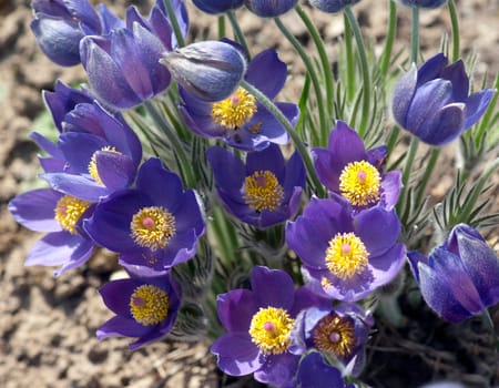 Kuechenschelle  Pulsatilla vulgaris