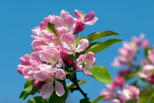 Zierapfelblueten, Zierapfel