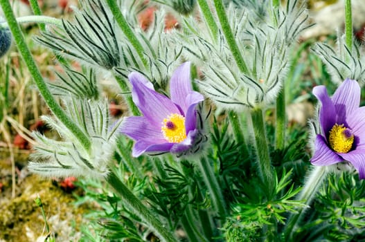 Kuechenschelle  Pulsatilla vulgaris