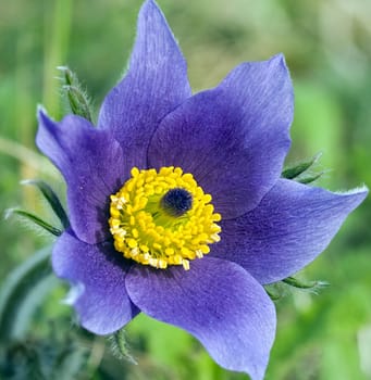 Kuechenschelle, Pulsatilla vulgaris, -