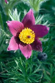 Küchenschelle  Pulsatilla vulgaris