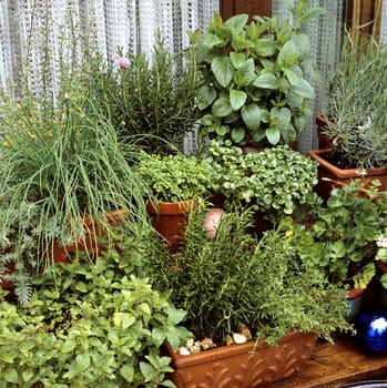 Kuechenkraeuter, Kraeuter, Terrasse, Balkon, verschiedene, Heilpflanzen
