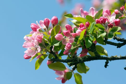 Zierapfelblueten, Zierapfel