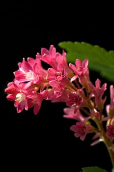 Zierjohannisbeere  Ribes