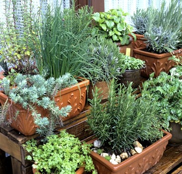 Kuechenkraeuter, Kraeuter, Terrasse, Balkon, verschiedene, Heilpflanzen