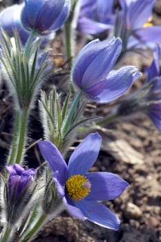 Kuechenschelle  Pulsatilla vulgaris