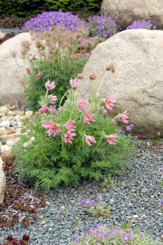 Kuechenschelle  Pulsatilla  vulgaris