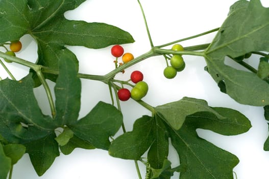 Zaunruebe  Beeren, Bryonia dioica