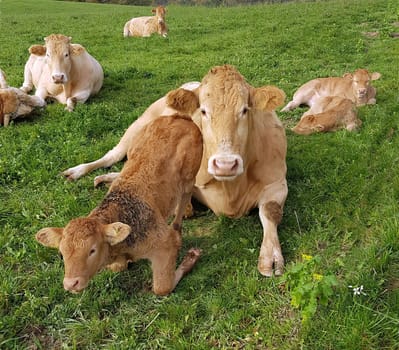 Aquitaine, Rinder, Kaelber