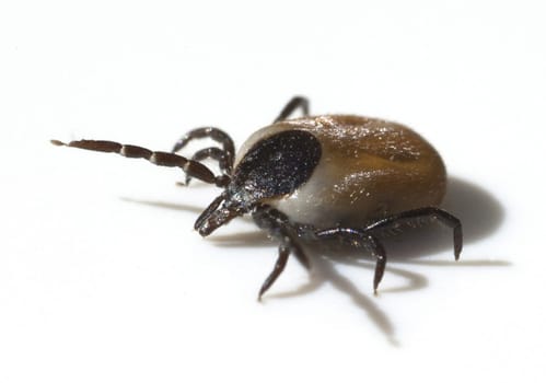 Zecke, Holzbock, Ixodes, Zecken können Borreliose oder FSME