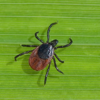 Zecke  Holzbock  Ixodes  ricinus