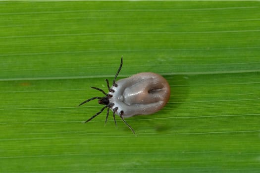 Vollgesogene, Zecke, Holzbock, Ixodes