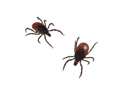 Zecke, Holzbock, Ixodes, ricinus