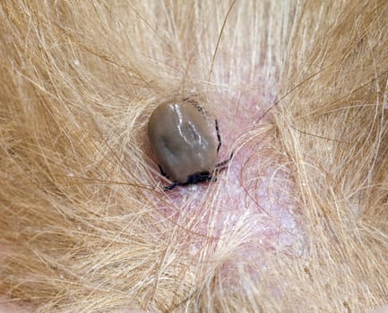 Zecke, Vollgesogen, mit, Blt, dick, prall, Holzbock, Ixodes, in Haut von einem Hund