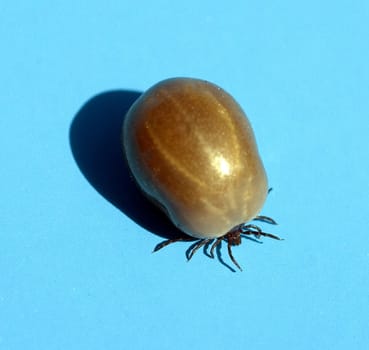 Zecke, Holzbock, Vollgesogen, Prall, rund, Ixodes, Zecken können Borreliose oder FSME