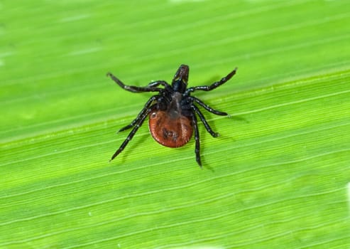 Zecke  Holzbock  Ixodes  ricinus  Rueckenlage
