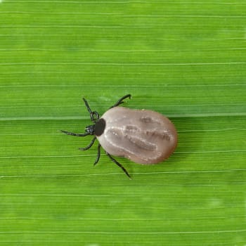 Vollgesogene, Zecke, Holzbock, Ixodes