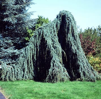 Zeder, Cedrus atlantica