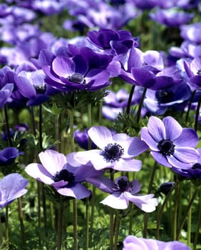 Kronenanemone, Anemone coronaria, Anemone, Blau, Blumen.