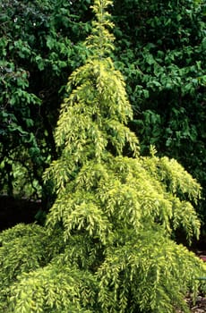 Zwergzeder, Zeder, Cedrus deoara, Golden Horizon