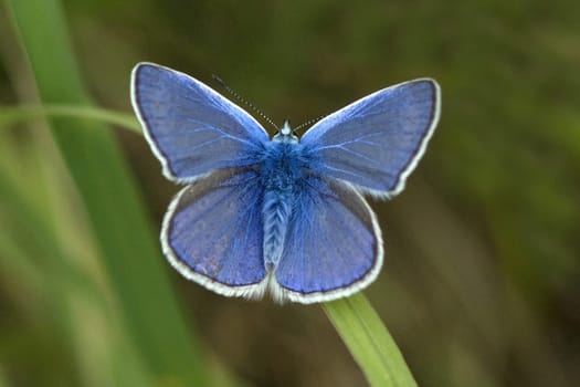 Kronwicken-Blaeuling, Plebeius argyrognomon