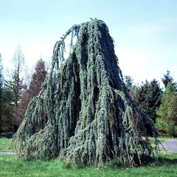 Zeder, Cedrus deodora, Pendula