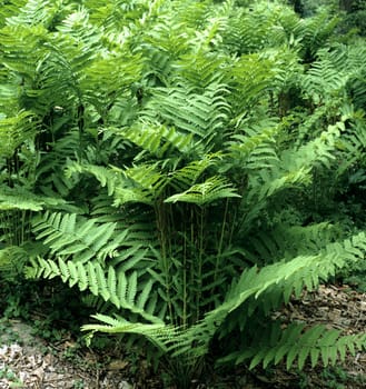Kronenfarn, Osmunda claytoniana