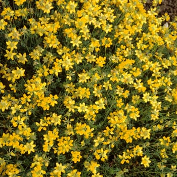 Kronwicke, Coronilla minima