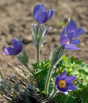 Kuechenschelle  Pulsatilla vulgaris