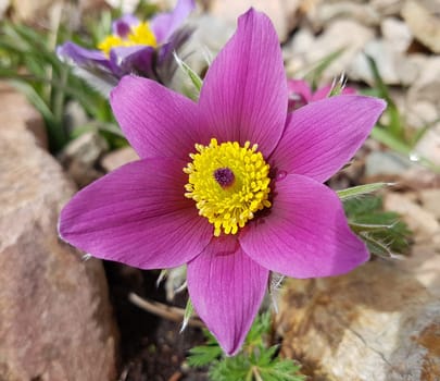 Kuechenschelle, Pulsatilla, vulgaris