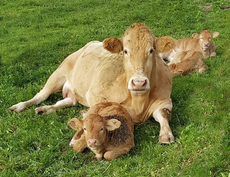 Aquitaine, Rinder, Kaelber