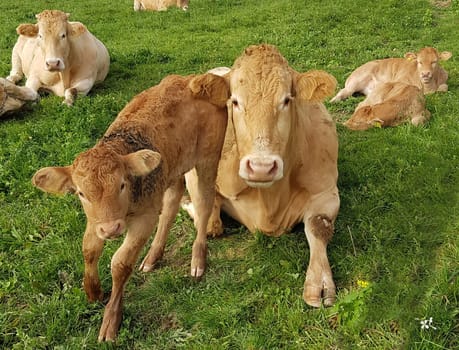 Aquitaine, Rinder, Kaelber