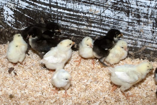Deutsches, Langschan, Huhn, Kueken