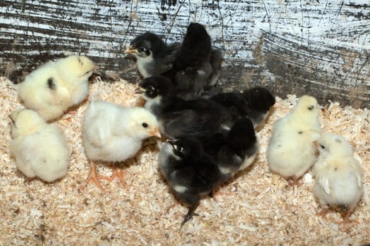 Deutsches, Langschan, Huhn, Kueken