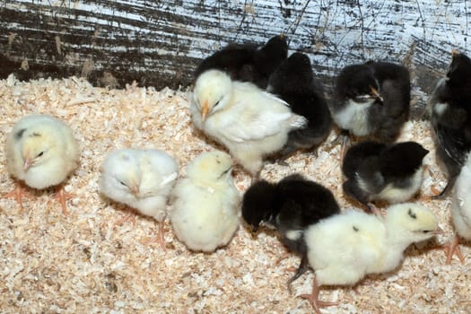 Deutsches, Langschan, Huhn, Kueken