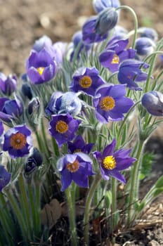 Kuechenschelle  Pulsatilla vulgaris