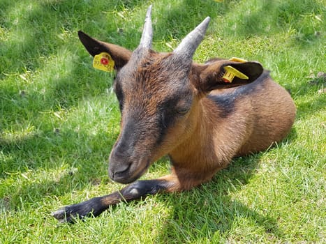 Ziege, Capra, Tier, Ziegen, Geiss, Zicke