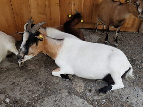 Ziege, Capra, Tier, Ziegen, Geiss, Zicke
