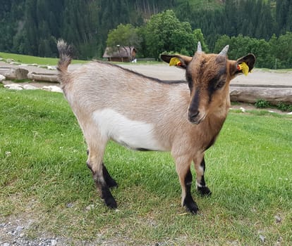 Ziege, Capra, Tier, Ziegen, Geiss, Zicke