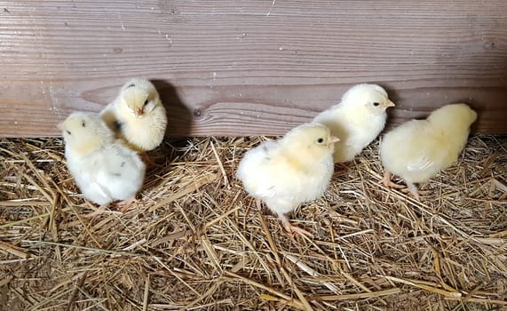 Huehnerkueken, gallus domesticus