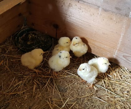 Huehnerkueken, gallus domesticus