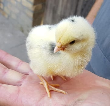 Huehnerkueken, gallus domesticus