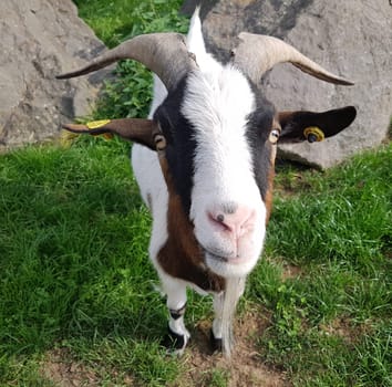 Die Hausziege, Capra aegagrus hircus  ist nach  dem Schaf vermutlich eines der ersten wirtschaftlich genutzten Haustiere. The domestic goat, Capra aegagrus hircus, is probably one of the first commercially used pets after the sheep