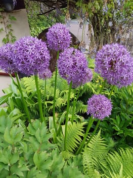 Zierlauch, Riesenlauch, Allium, Giganteum