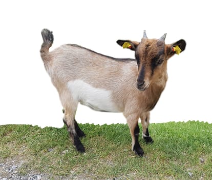 Ziege, Capra, Tier, Ziegen, Geiss, Zicke
