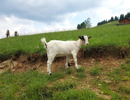 Ziege, Capra, Tier, Ziegen, Geiss, Zicke